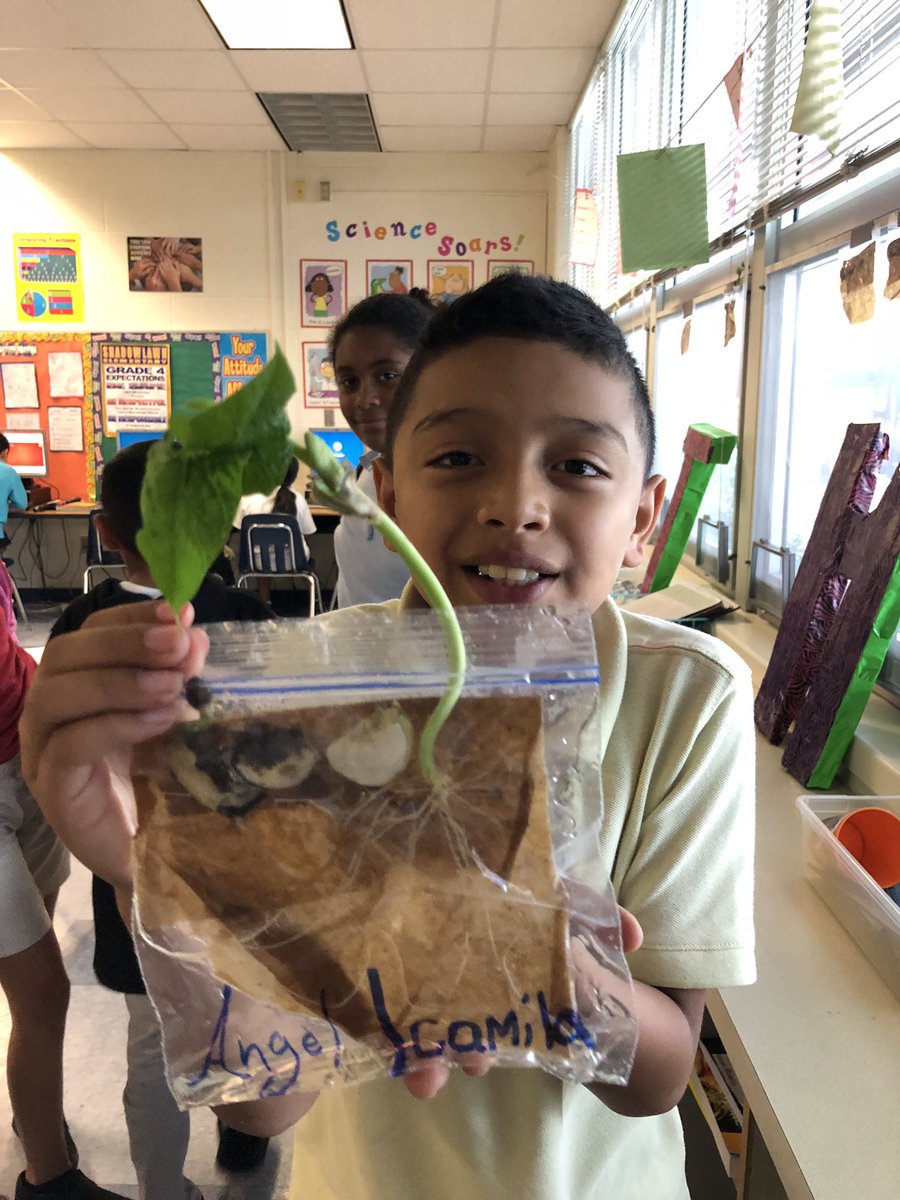 MsMDeBarr's tweet photo. Science fun with plant reproduction. #SLESeahawks #bAck2bAck #FlyEaglesFly #ccpsscience https://t.co/JW0o90pOT9