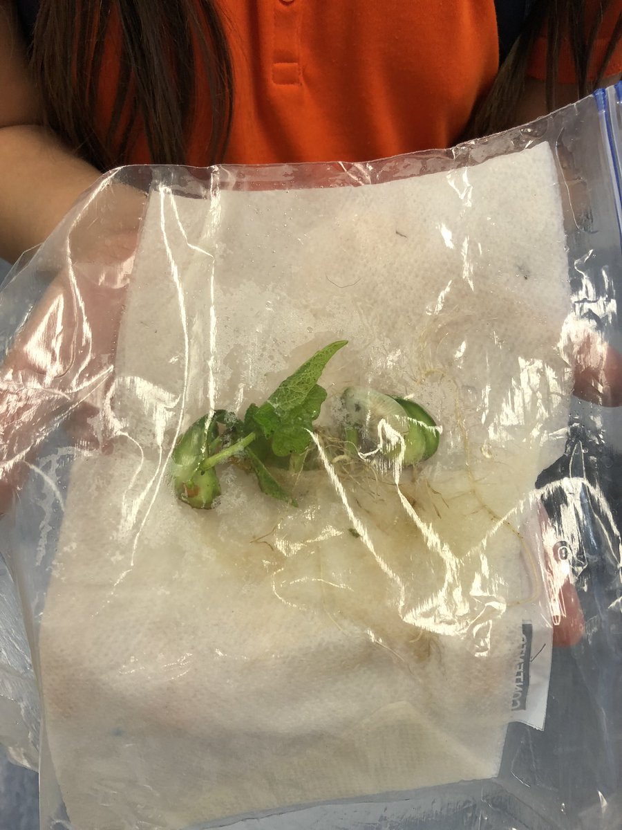 MsMDeBarr's tweet photo. Science fun with plant reproduction. #SLESeahawks #bAck2bAck #FlyEaglesFly #ccpsscience https://t.co/JW0o90pOT9