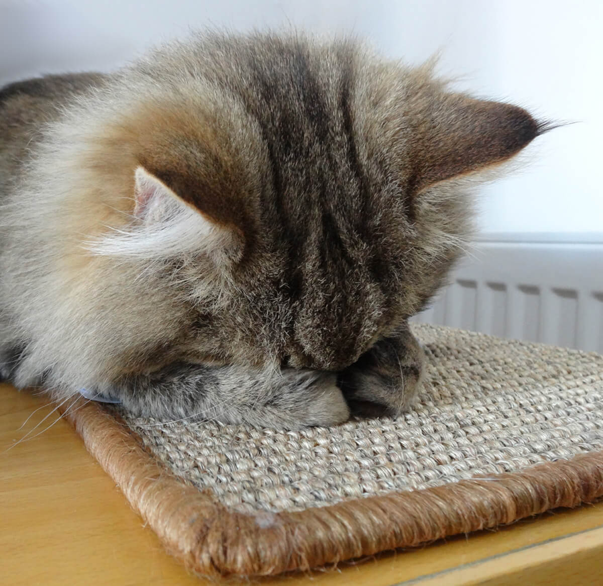 KittyCollars's tweet photo. Don't be shy, please let us know if you're owed a free collar! With our loyalty programme (since May 2012), for every 10 collars you order, you can claim 1 additional collar FREE!  If you think you might have reached 10 credits but aren't sure, just get in touch! https://t.co/nBJw0Ez9ah