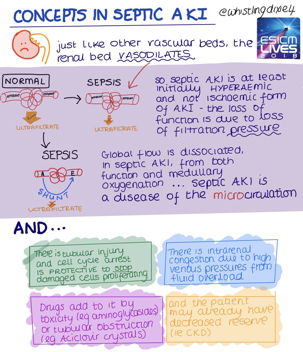 Basic concepts to explain septic AKI #EDIC #LIVES2018