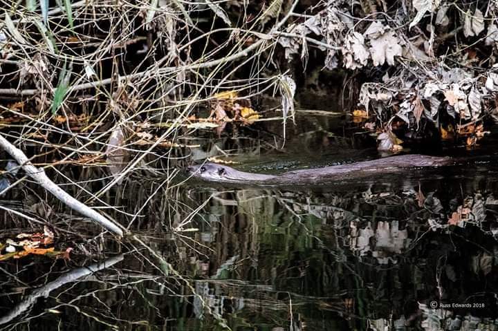 Newtown Otter Watch (@newtown_otter_) on Twitter photo 