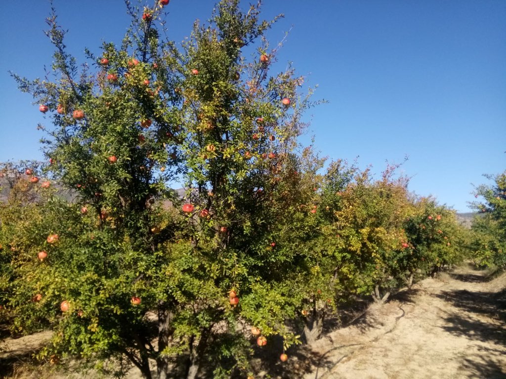 ImeceHalkKoop's tweet image. Bilecik - Inhisar&apos;da ureticiyle bulustuk!