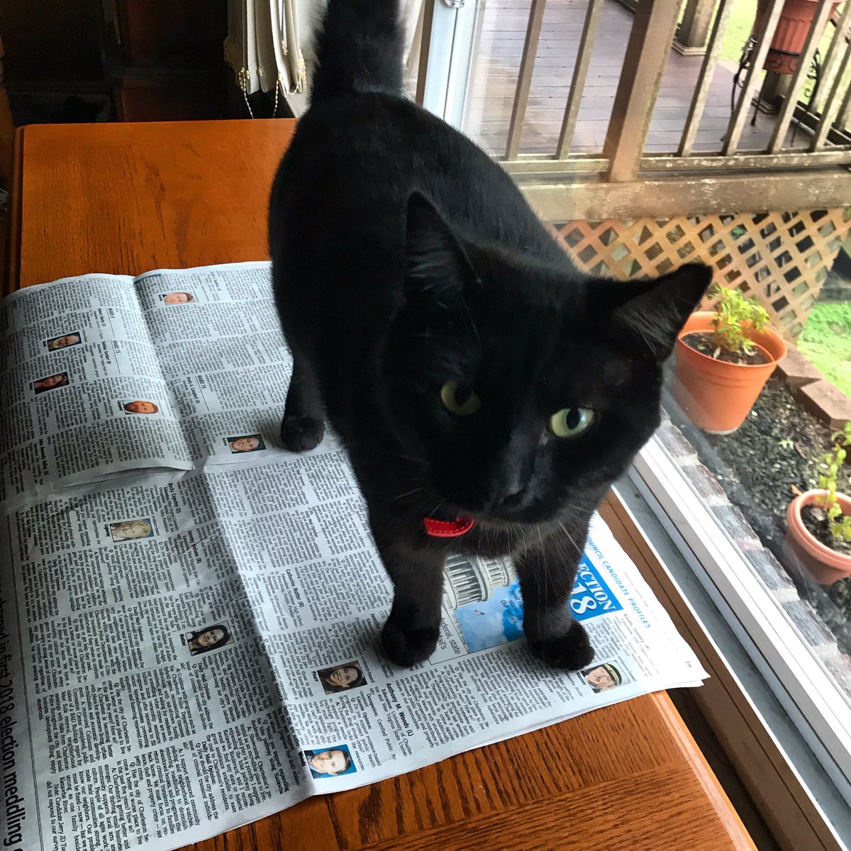 caitlincookWV's tweet photo. Mr. Zachary urges everyone to get educated about your #cwv city council candidates (and all the others, plzz). Check out the candidate Q&A in today’s @wvgazettemail. #cc4cc #onward #rescue #adoptdontshop #furbaby https://t.co/67BPbePaXa