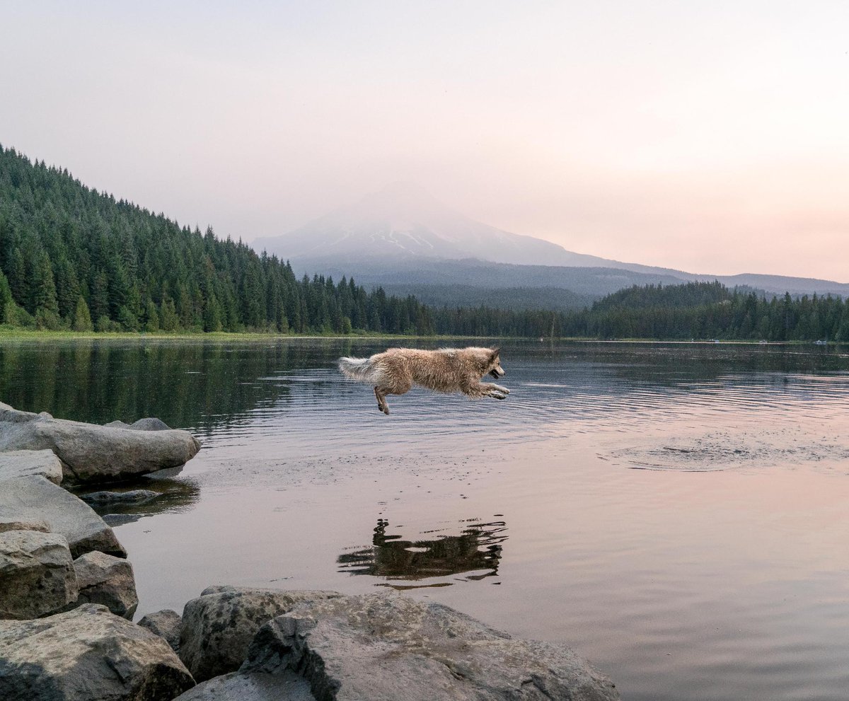 “Hi! I’m Jasper, Discovery’s newest #AdventureBuddy! My favorite place to travel is anywhere with my human, but I especially love mountains surrounded by water or covered in snow.' 😍📸 + caption by Whitney Whitehouse 🐾