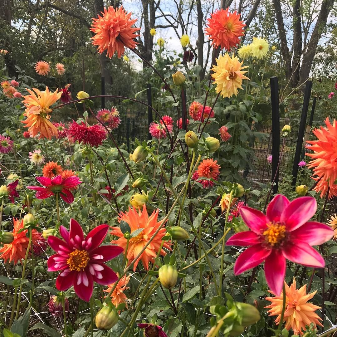 The dahlias are starting to say their goodbyes. We’ve had our first frost which marks the end of their season. Catch them this weekend before they go! #instagrammableplaces #dahlias #firstfrost