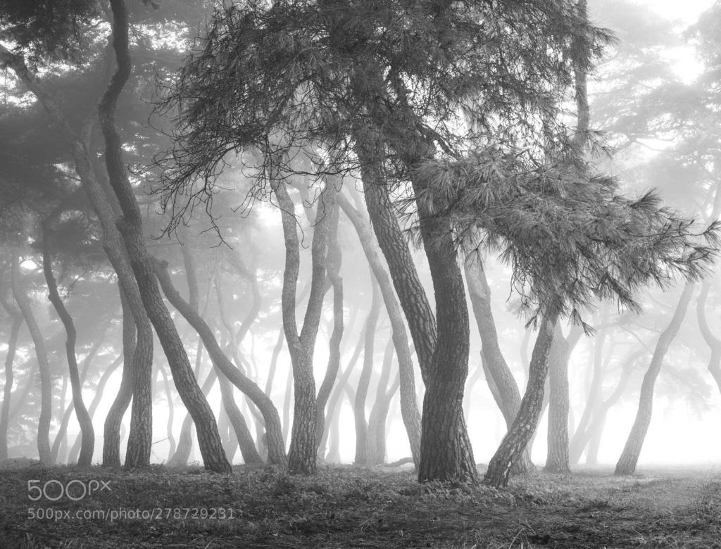 솔나무21 (автор фото jung777741) #тату #tattoo