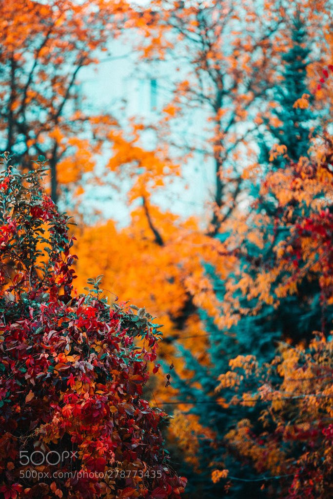 Colourful Autumn (автор фото gkkn) #тату #tattoo