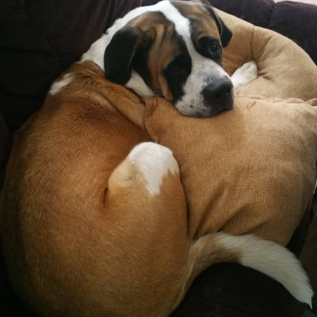 How our George spends a rainy Saturday...I want to be him..
<a href="/CamGoede/">Cam Goede</a> #lovemydogs #stbernard