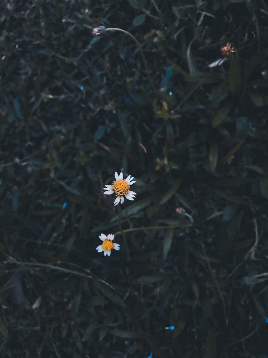 tehaisforlife's tweet photo. ((20 Oct. 2018))
🌼🌼
#qgraph https://t.co/Mj1ajPV6LZ