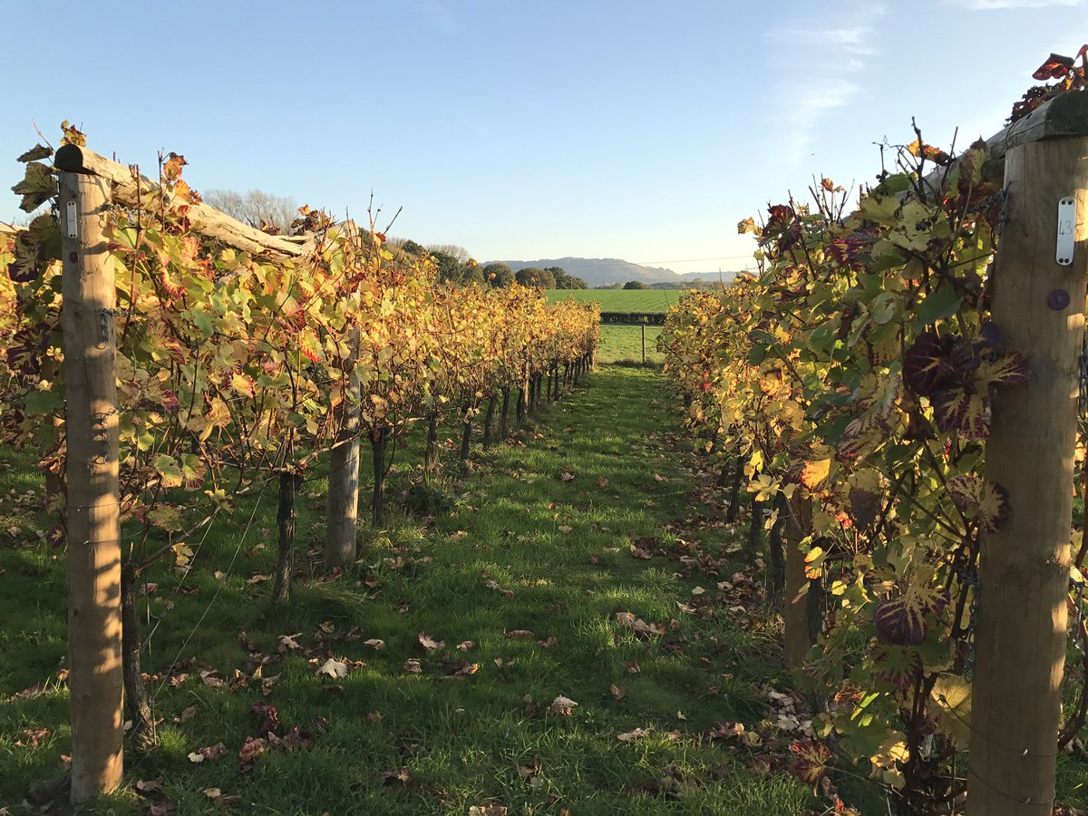 Feeling autumnal in the vineyard today. #AlbourneVineyard #Gaultsbrook
