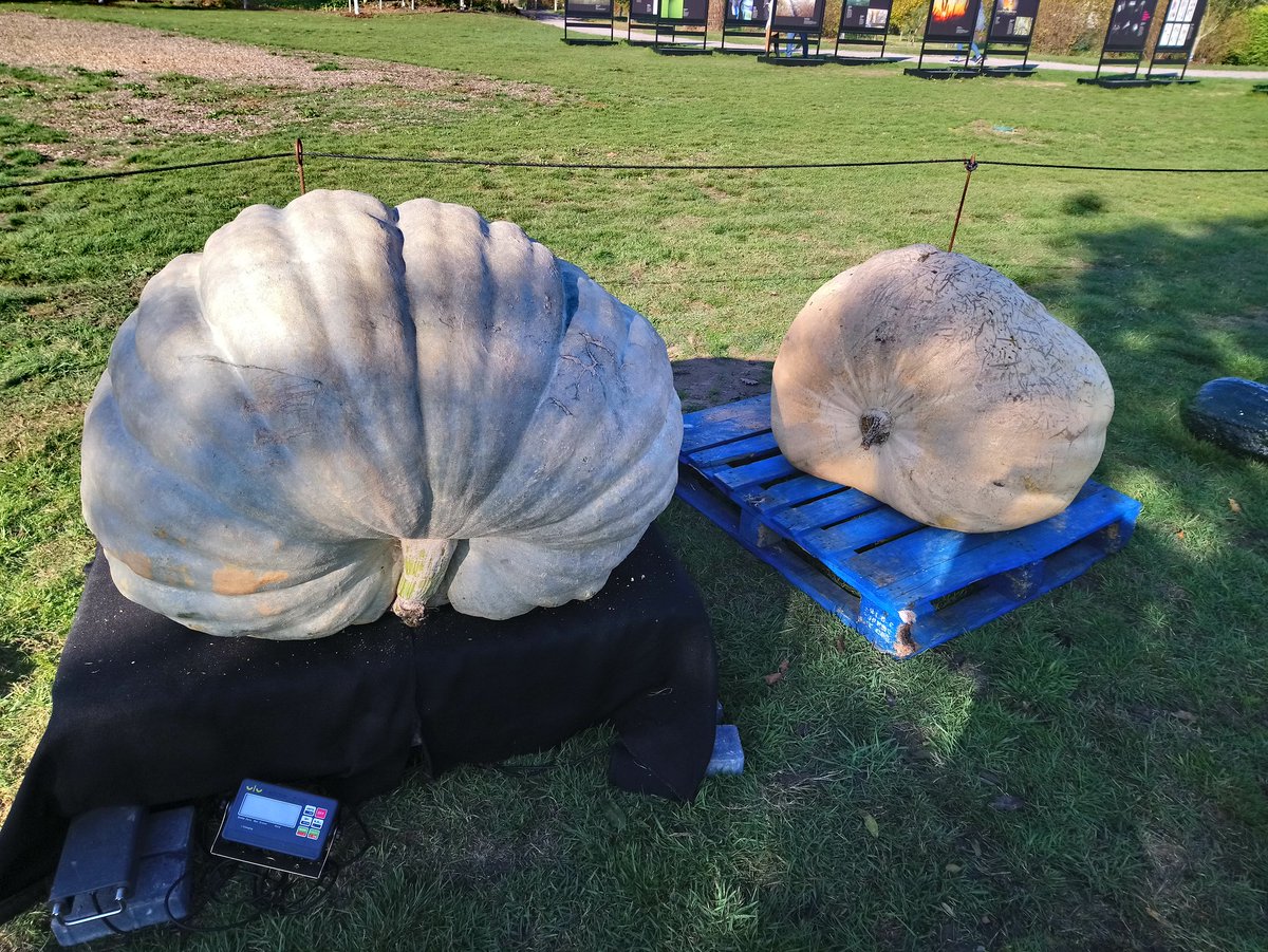 MattOliver87's tweet photo. #GiantPumpkin weigh off day @RHSHydeHall today. Twelve entries in total, with the winning pumpkin weighing over 600lb. Brilliant atmosphere and good fun had by all, many were grown by children and community groups. Will you be growing next year? #inspiringeveryonetogrow https://t.co/5EKsRt5C0q