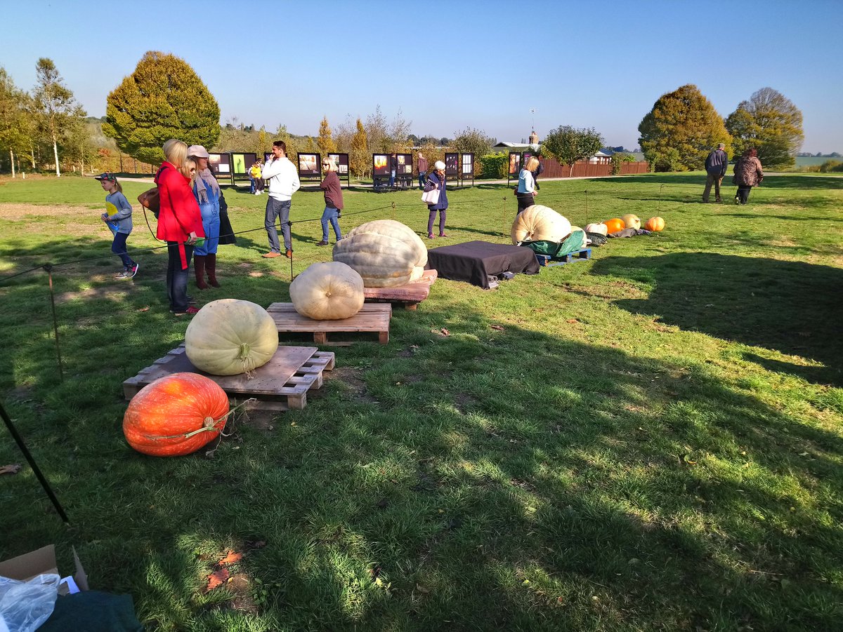 MattOliver87's tweet photo. #GiantPumpkin weigh off day @RHSHydeHall today. Twelve entries in total, with the winning pumpkin weighing over 600lb. Brilliant atmosphere and good fun had by all, many were grown by children and community groups. Will you be growing next year? #inspiringeveryonetogrow https://t.co/5EKsRt5C0q