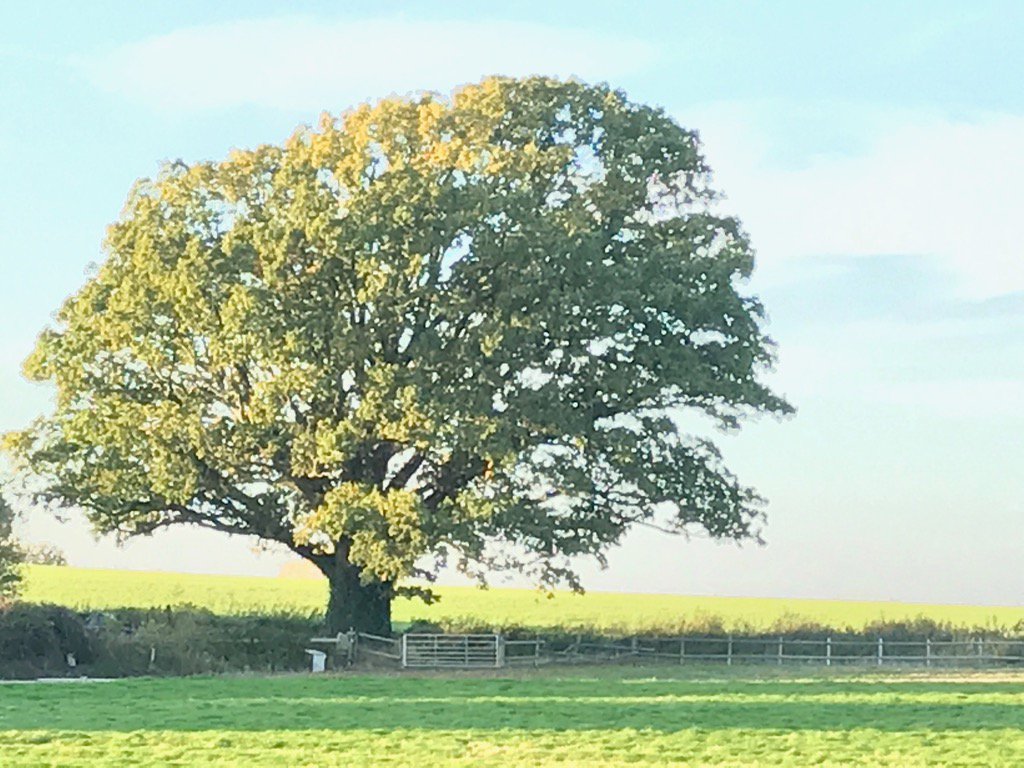 Is this the finest oak tree in Sussex? A joy for a neighbour.