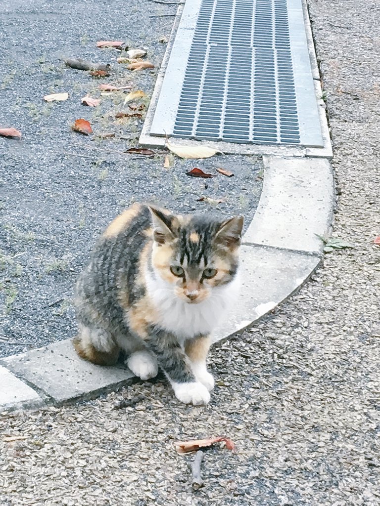 ネコ昨日すごい会った
