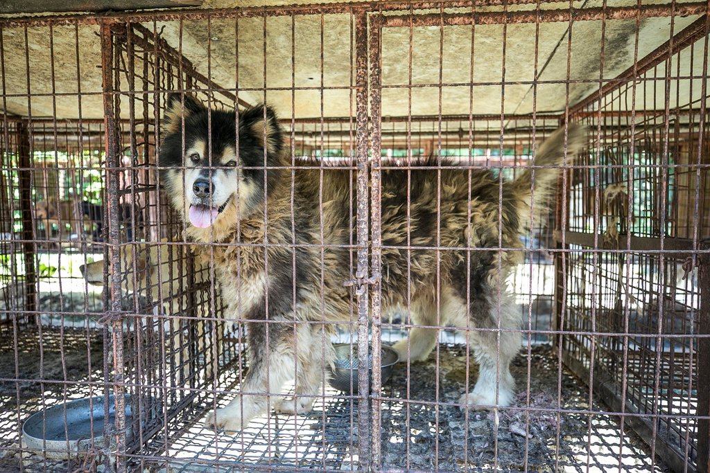 humaneworldnews's tweet photo. UPDATE: South Korean rescue dog, Yogi, has arrived safely in Oregon! Thank you to @OregonHumane for taking in this beautiful girl &amp; to all of our supporters for giving Yogi a new life where she'll get the love (&amp; bath!) she deserves! 🐾🛁

 📷: Todd Ouchida https://t.co/bEwWig26v8