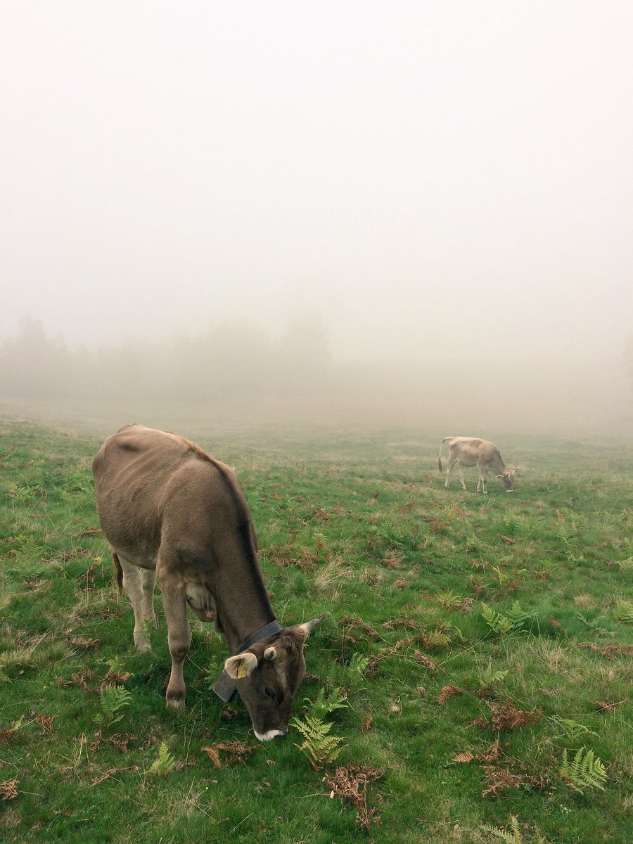 Neben den Runningtrails - heute auf dem Zugerberg. #MondayMotivation