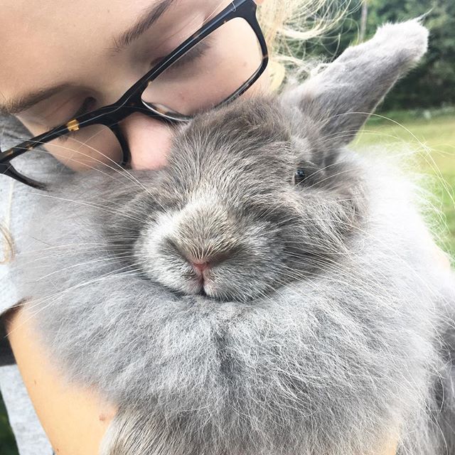 farmfresh4life's tweet photo. A good friend gave us this gorgeous, satin, Angora bunny. He is so fluffy... And poofy... And his hair (fiber) is always up my nose.
This girl is in love ๐
#Rabbit #Rabbits #Bunny #KeepingBunnies #KeepingRabbits #AngoraRabbit #AngoraBunny #FrenchAngora #SatinAngora #Fiberโฆ https://t.co/dUVc5ohxMD