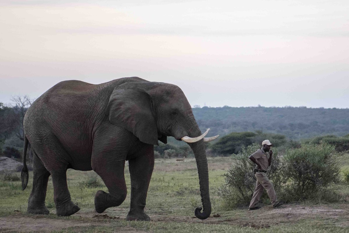 JabulaniSafari's tweet photo. Sebakwe is both the largest and the dominant bull of the Jabulani herd. He is truly is a noble and distinguished #gentlegiant”. He is also a familiar face on @amarula bottles.
Read about Sebakwe: https://t.co/79ZlTlLInh
#elephant #conservation #sebakwe #campjabulani #elephantbull https://t.co/9oBCKbxs4h