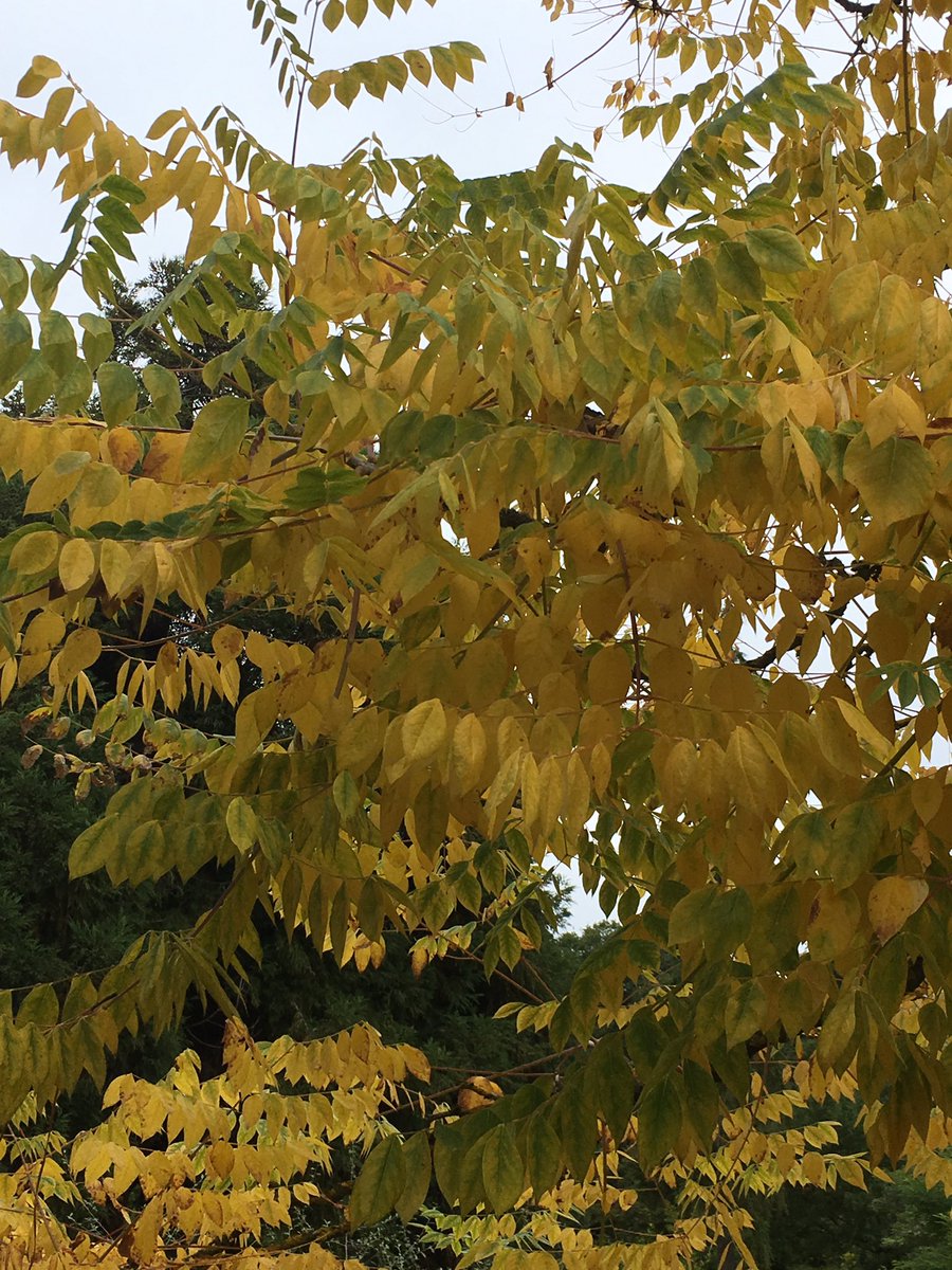 keeperofthegdns's tweet photo. #Gymnocladus #dioicus at the #SavillGarden https://t.co/sUtGxDcGWD