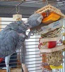 Nutriberries's tweet photo. #MondayMotivation Give your bird a chore today. Make them work for their food! #Parrots have a #hookbill made for destroying and pulling apart barks, branches, greens, seed pods, vegetables, fruits, and grasses. They NEED something to do to avoid stress. https://t.co/8MjK5ZYPNK