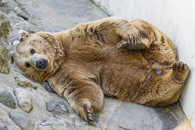 Did someone say 'Monday'? 

#bears #cute #funny #animals