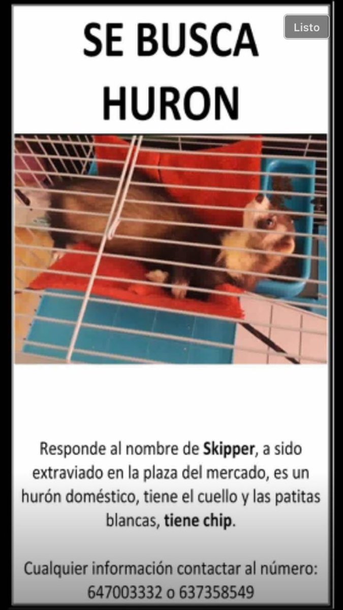 Hurón perdido en Logroño