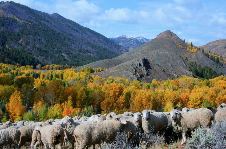 UTBasqueClub's tweet photo. Trailing the Sheep in Ketchum, Idaho by Margie Goldsmith. @margiegoldsmith Visitors can watch #Basque immigrants celebrate their sheepherding heritage through dance with the Oinkari Dancers &amp; Ardi Baltza. @OinkariBoise @RMardibaltza @forbes @trailingsheep https://t.co/WVL9OJTPXJ https://t.co/gzcEREuF84