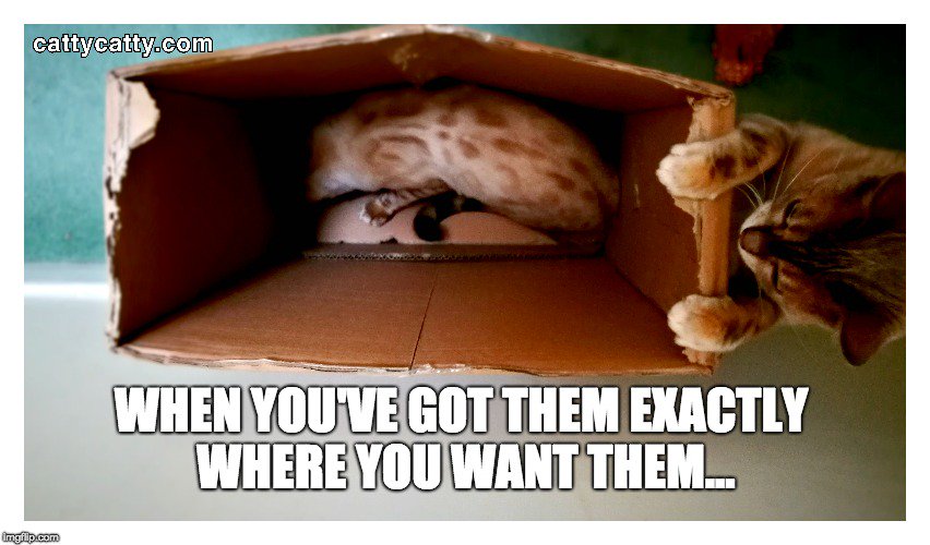 Catty Catty tweet media