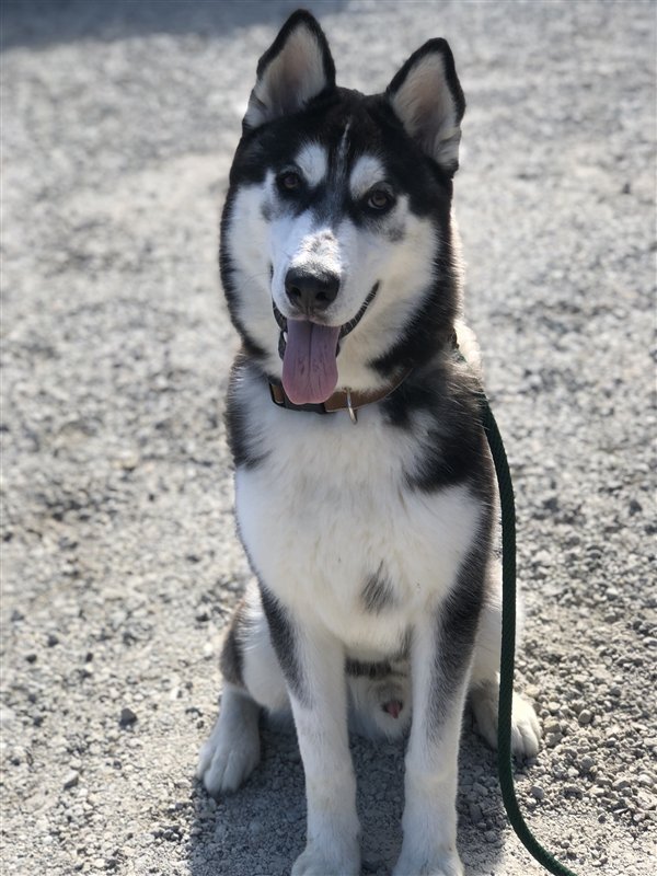 SPCAmc's tweet photo. Handsome Norman is looking for a running companion!
Are you the one for him?
#SPCAmc #SPCA #Monterey #Salinas #Carmel #dogsoftwitter #cute #siberianhusky #pooch #runningcompanion #montereycounty #rescue #adopt https://t.co/qQWOWpu3KD