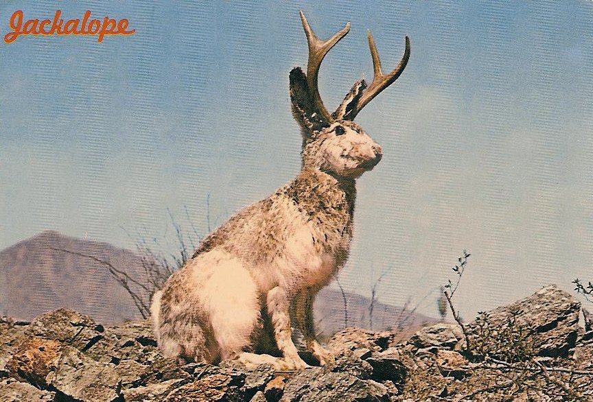 How did I just realize "Jackalope" is a mix of the word "Jackrabbit" and "Antelope"...