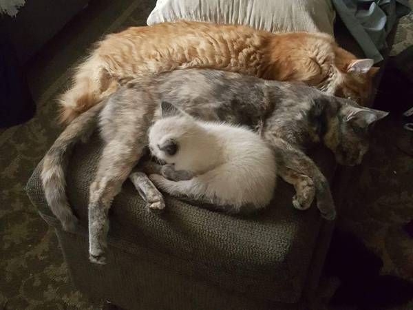 Vancouver_CL's tweet photo. Missing female blue tortoiseshell/brindle cat (Fenton road pitt meadows) https://t.co/8scvSRyKxK https://t.co/j5XxIYwM16
