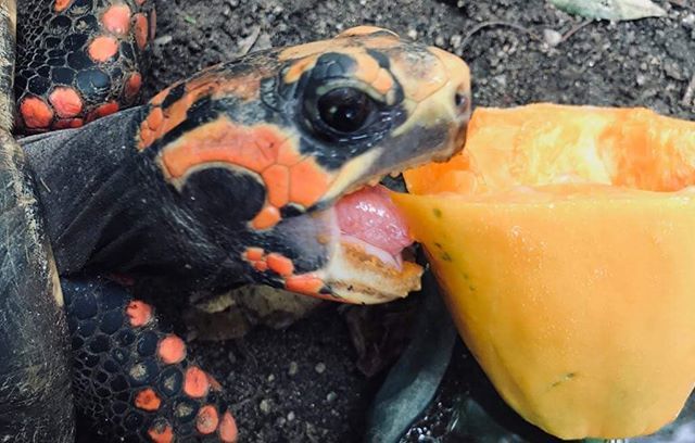 "Big Red" the tortoise is helping us collect raw materials for one of our new products! 🐢🐢 Keep it up, Red, we are going to need truck loads🌱🌱
Can anyone guess the fruit? 🙋‍♂️🙋‍♀️
.
.
.
.
. ift.tt/2y4c9fa