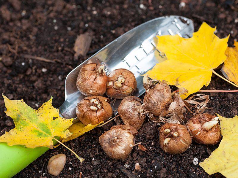 Autumnal Gardening Advice From Charlie Nardozzi dlvr.it/QmhmfC https://t.co/KNKauQNSQq