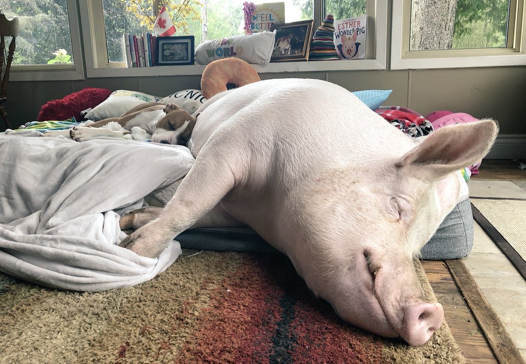 Esther TheWonder Pig tweet media