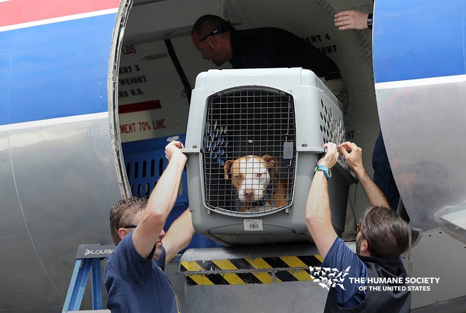 humaneworldorg's tweet image. If you are in the path of #HurricaneMichael, please make sure you and your pets are prepared: hsus.link/ohao6t ⛈️