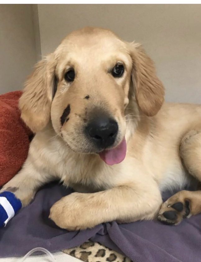 GoldretrieverUS's tweet photo. Remember Todd the golden? He jumped a rattlesnake and saved his Mom's life. He's been nominated for a Streamys Award. He's one h*eckin good boy and deserves your vote!

To vote for Todd, tweet #ToddforStreamys https://t.co/BdWgbRrwrJ