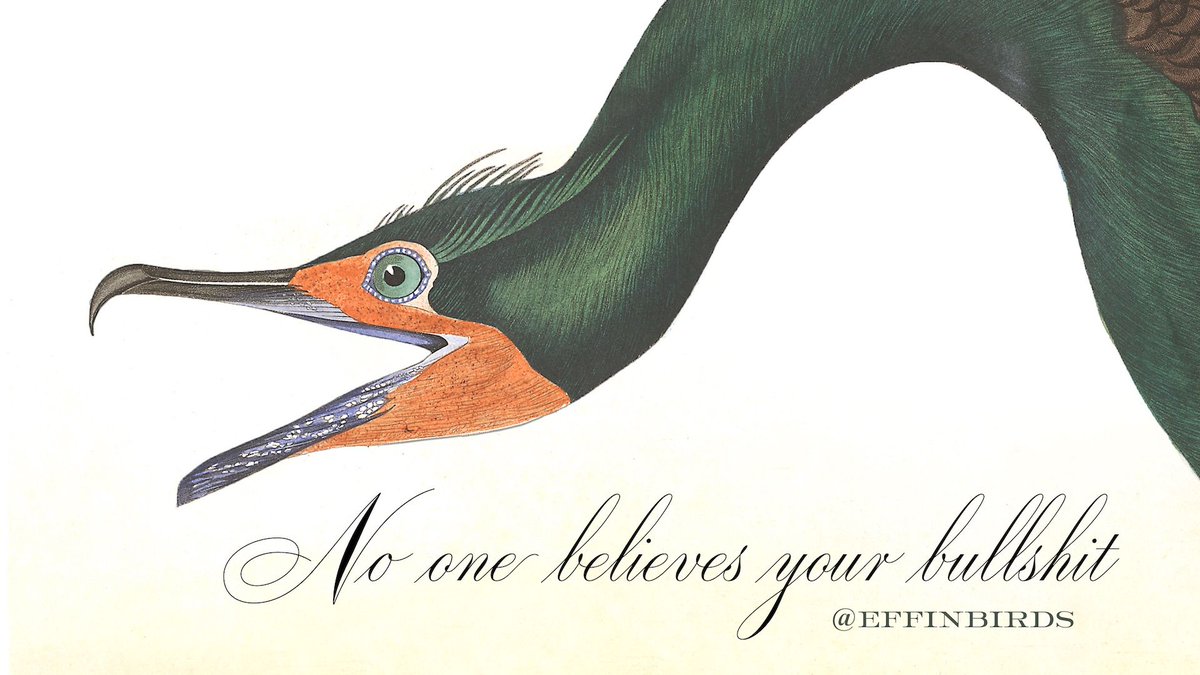 EffinBirds's tweet photo. https://t.co/SpQ7tXvtgI