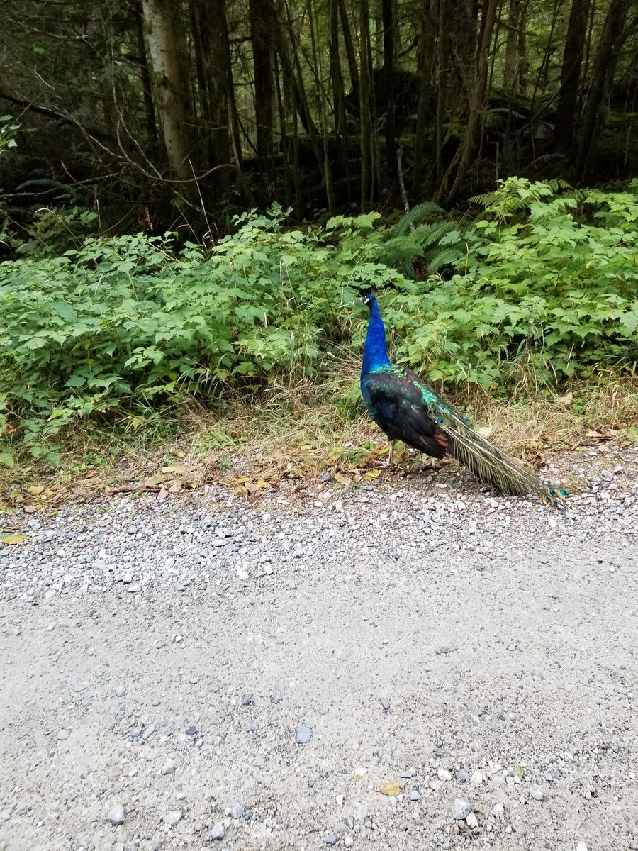 jamesd_norman's tweet photo. The things you find in the middle of nowhere in the woods. https://t.co/5q3gC0GlVi
