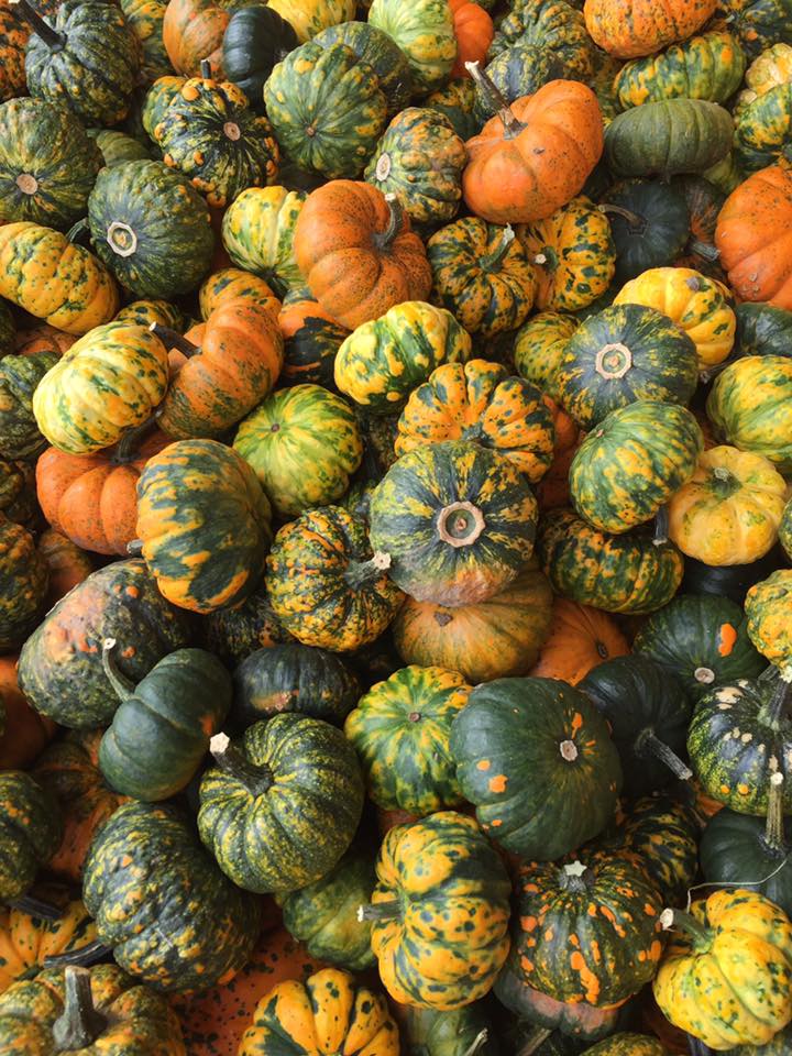 Fir Point Farms near #Canby knows how to celebrate fall! Every weekend in October, they offer tons of great activities like pumpkin painting, a 6-acre corn maze, petting zoo, plus yummy treats! bit.ly/2In88q0