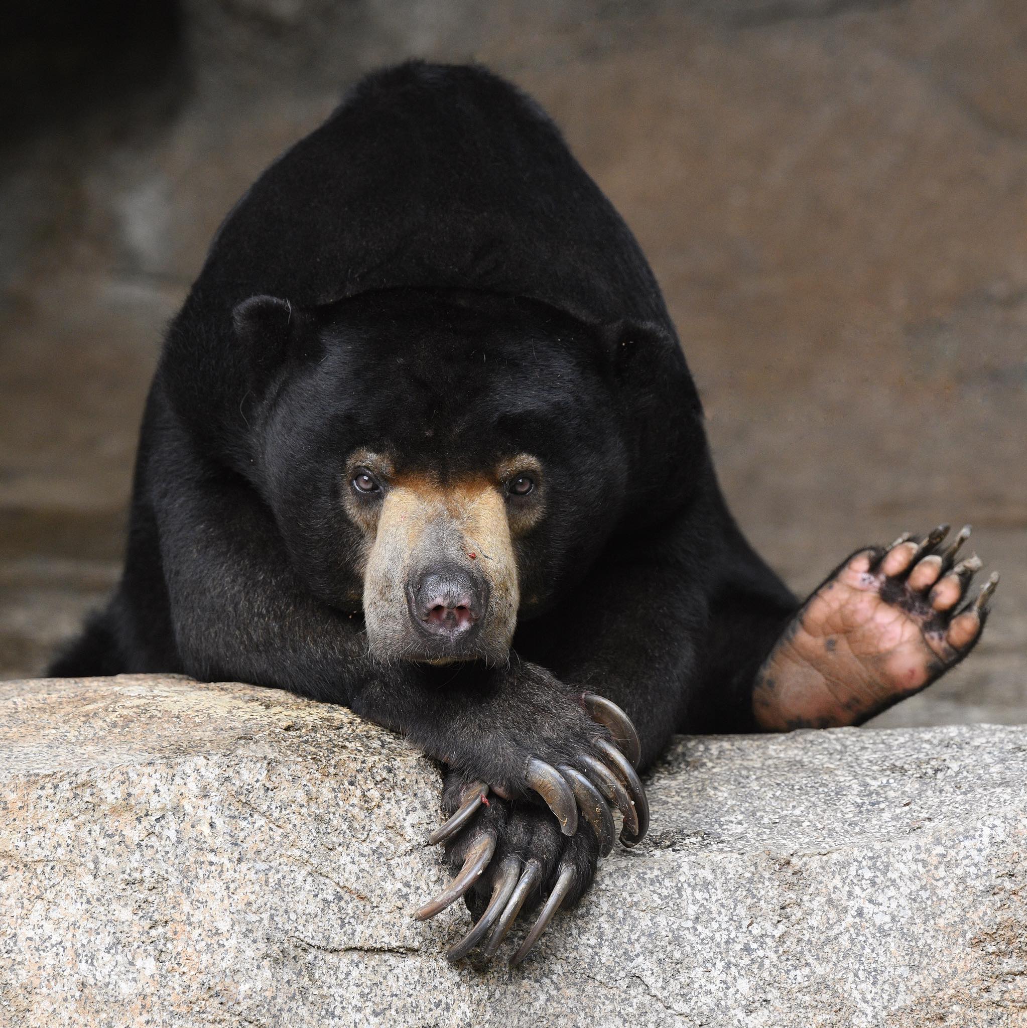San Diego Zoo Wildlife Alliance on X