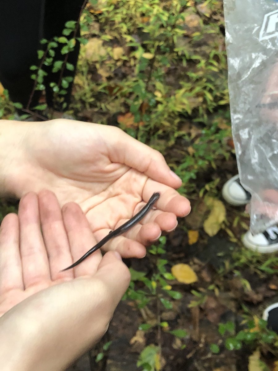 MichVas221's tweet photo. Foggy day for lab but seeing these cute lil salamanders up close and personal makes it worth it🦎 #ees152 https://t.co/vy3Pfh1Y6S