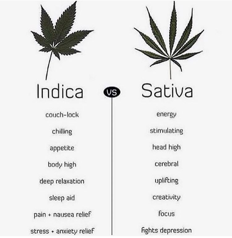 WeedIndies's tweet photo. Indice vs Sativa : Choose well

Pour info, la grande majorité de la weed vendue en Europe est de l’indica et/ou hybride, tt simplement pcq les plants d’indica donnent plus de fleurs. Donc plus rentables ! https://t.co/gJNTwbUes2