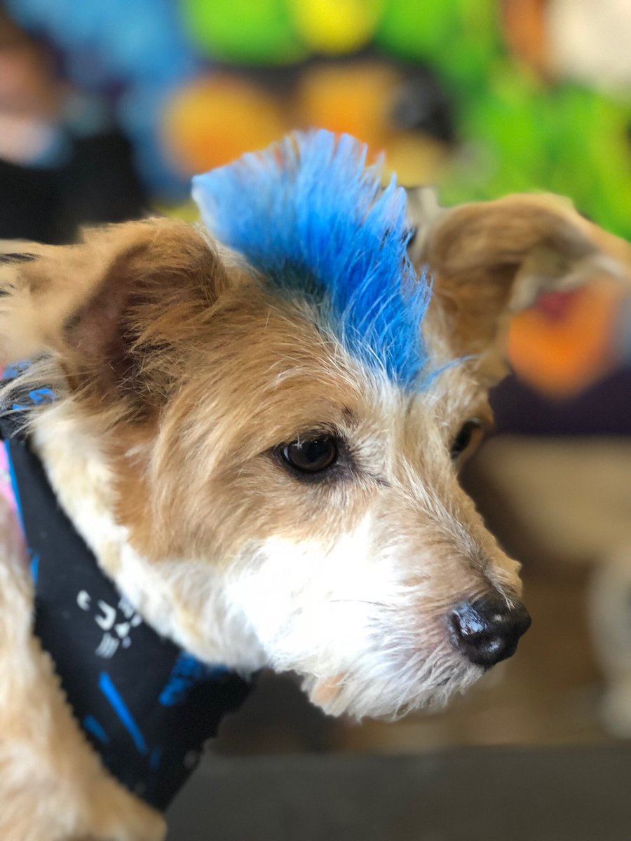 TheDogSalon's tweet photo. Hope your Monday is as edgy as this guys mohawk 👨‍🎤🤟🏻 https://t.co/lrZp4HJIz0