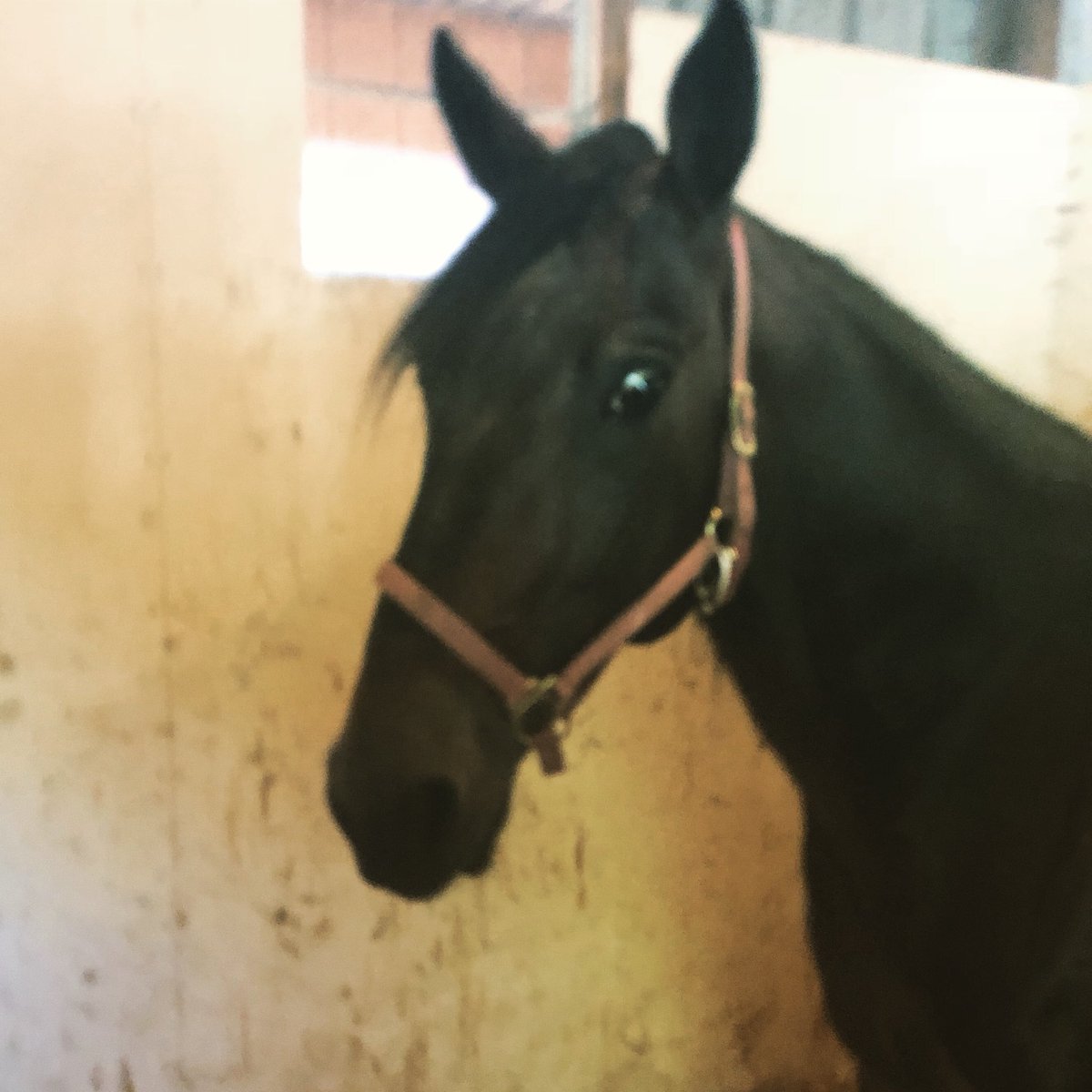 TheRealDanTelle's tweet photo. Stop #2 up to see the recovering, Miso Fast at Woodland Run! Looked good but feeling great! Canβt wait to get him going again! #HeSoFast https://t.co/zvyLvTBWaR