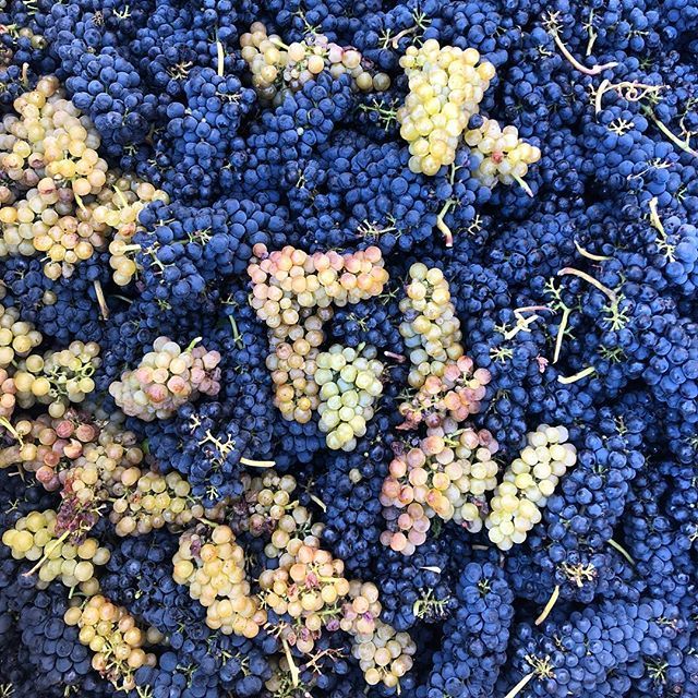 Sixteen600's tweet photo. Hey man, you got some Viognier in my Syrah! #cofermentation #doslimones https://t.co/asdCXpIdmC https://t.co/0WvW6tcRQu
