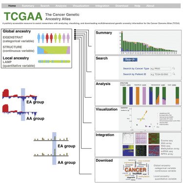 Using the TCGA dataset, Zhang <a href="/PennMedicine/">Penn Medicine</a> &amp; co estimate the genetic ancestry and perform a pan-cancer analysis to demonstrate the influence of genetic ancestry on cancer genomic alterations cell.com/cancer-cell/fu….