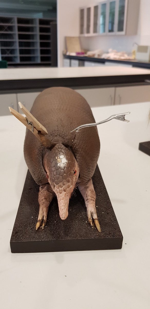 PaoloViscardi's tweet photo. Here's @LuceGraham in action, conserving specimens going on loan to @NGIreland for the fabulous #FransPost exhibition #NatSCAConservation #photocomp @Nat_SCA https://t.co/krUsYq3wgP