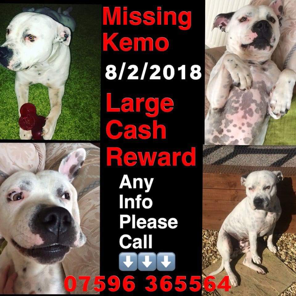 #TwitterStorm for #Kemo please #RT and lets get this boy home #CancerSupportDog #celebs #EastEnders #xfactor @Benfogle @SirPatStew @ThisisDavina @MrGeorgeClarke @gblagden