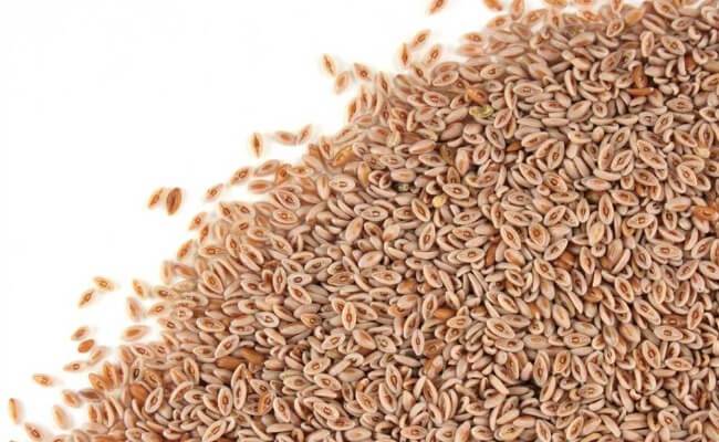 portaldomonstro's tweet photo. O que é Psyllium e Para que Serve? Benefícios e Como Usar https://t.co/CmqZnpUV3A https://t.co/I3nQAmd7YD