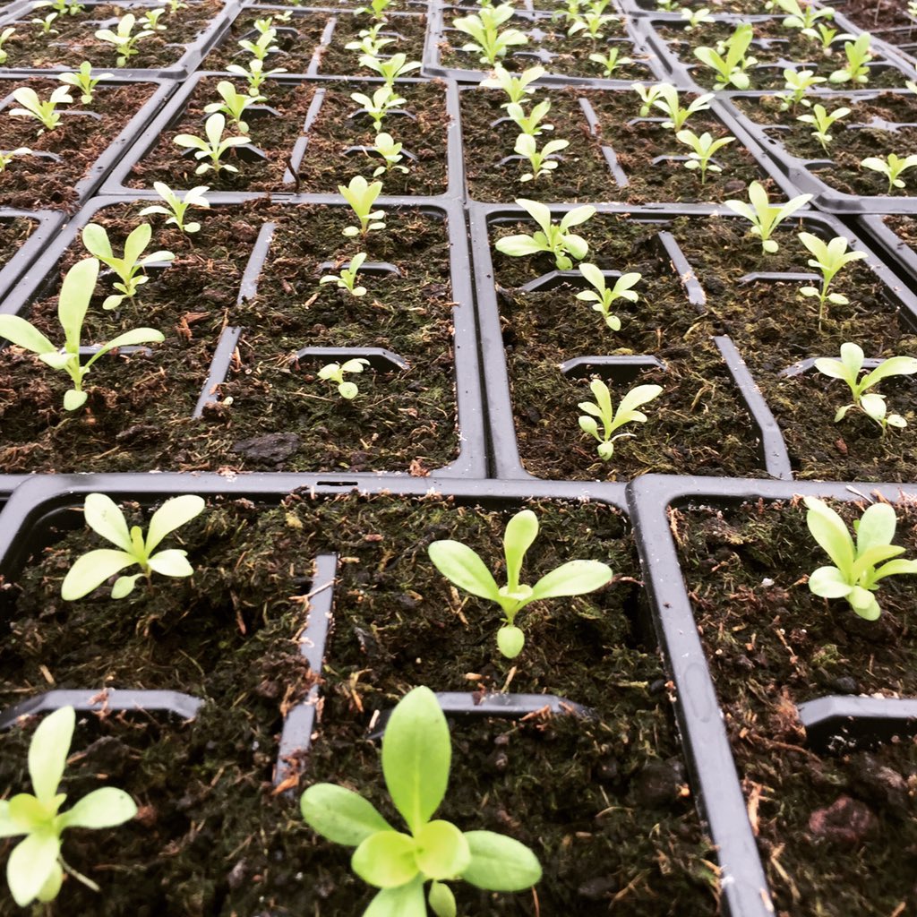 ChetterRebecca's tweet photo. Week 3 recap #Placementdiaries it’s been a busy one again... lots of background paperwork being sampled... outcome measures here we come! Also... Here’s a picture of some seedlings planted with a client. #contemporaryplacement #OccupationalTherapy #CovUniOT https://t.co/0Hixb3hNnj